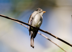 Contopus cinereus