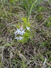 Amsonia ciliata texana