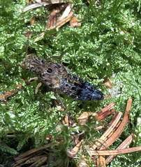 Ontholestes tessellatus