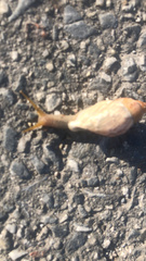 Plekocheilus glaber