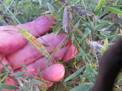 Uromyces pisi-sativi