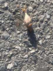 Plekocheilus glaber