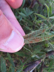 Uromyces pisi-sativi