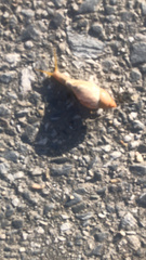 Plekocheilus glaber