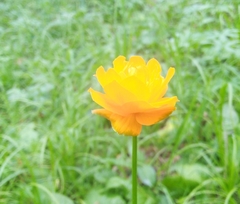 Trollius altaicus