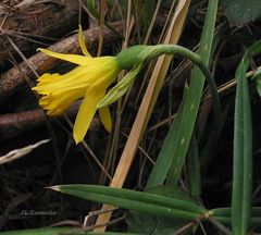 Narcissus cuneiflorus