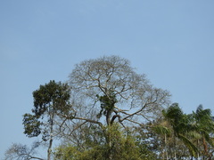 Ceiba lupuna
