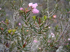 Erica botryoides