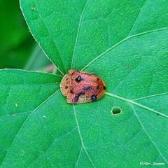 Laccoptera nepalensis