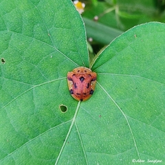 Laccoptera nepalensis