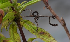 Pseudovates chlorophaea