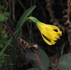 Narcissus cuneiflorus