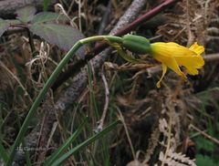 Narcissus cuneiflorus