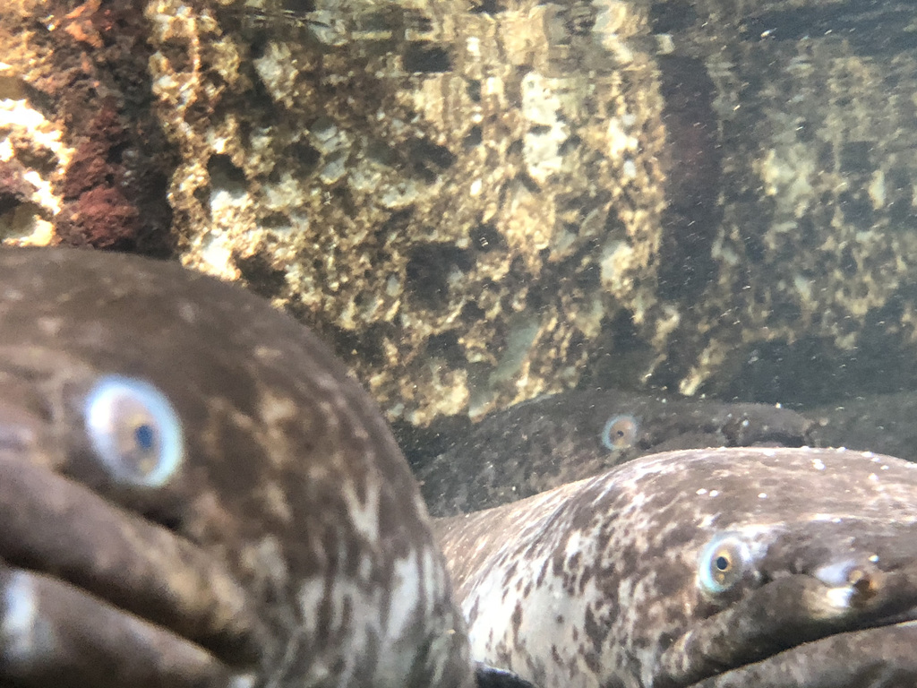 Pacific Long-finned Eel