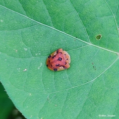 Laccoptera nepalensis