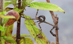 Pseudovates chlorophaea