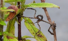 Pseudovates chlorophaea