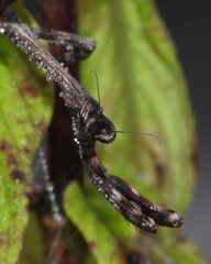 Pseudovates chlorophaea