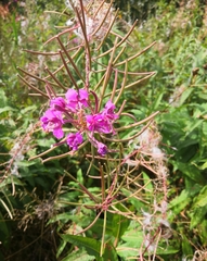 Chamaenerion angustifolium