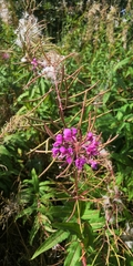 Chamaenerion angustifolium