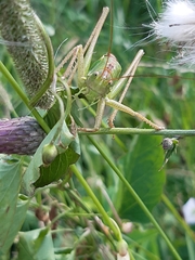 Tettigonia viridissima