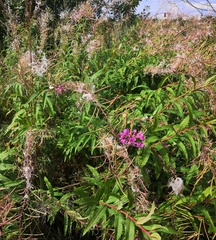 Chamaenerion angustifolium