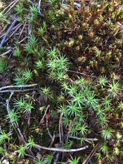 Polytrichum
