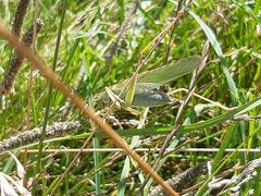Tettigonia viridissima