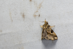 Callopistria phaeogona