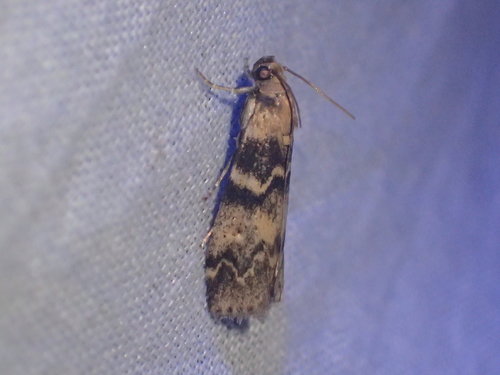 Euzophera pinguis