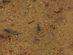 Myriochila undulata