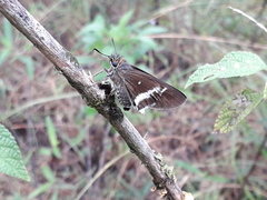 Tekliades ramanatek