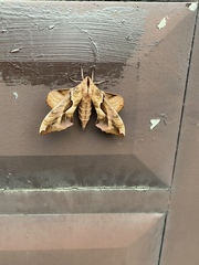 Phyllosphingia dissimilis