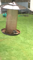 Poecile atricapillus