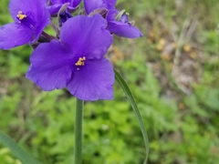 Tradescantia gigantea