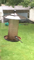 Poecile atricapillus