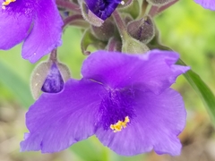 Tradescantia gigantea