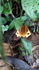 Hypothyris euclea intermedia