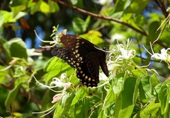 Papilio menatius