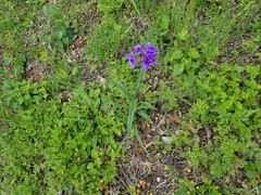 Tradescantia gigantea