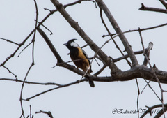 Charitospiza eucosma