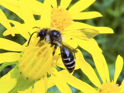 Grey-banded Mining Bee, 9742 PX Groningen, Netherlands, photo 7 of 10