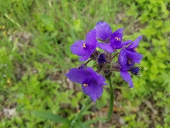 Tradescantia gigantea