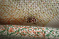 Steatoda triangulosa