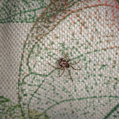 Steatoda triangulosa