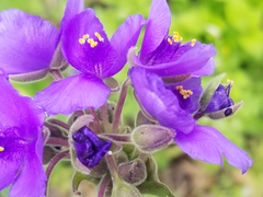 Tradescantia gigantea