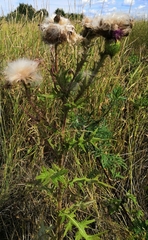 Cirsium vulgare