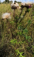 Cirsium vulgare