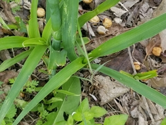 Tradescantia gigantea