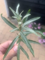 Hippophae